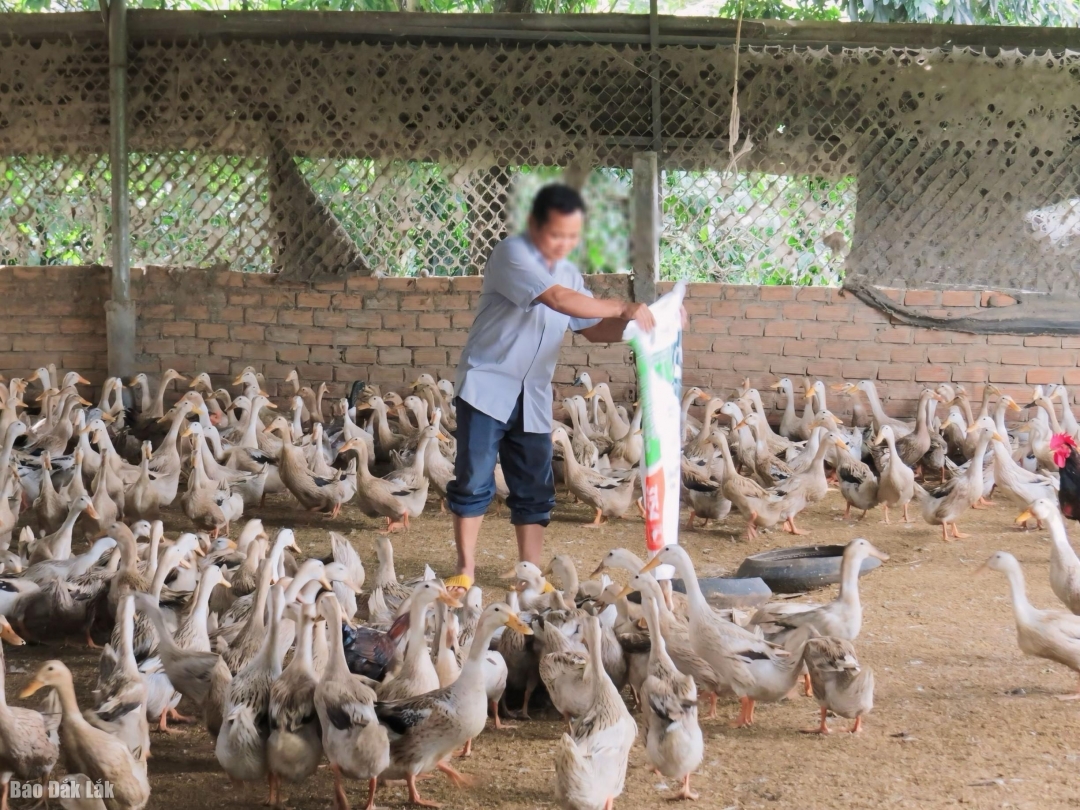 Khẩn trương triển khai đồng bộ, hiệu quả các giải pháp phòng, chống bệnh Cúm gia cầm trên địa bàn tỉnh Đắk Lắk